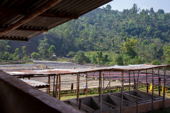Single Origin Filter Roast Subscription - Image 8
