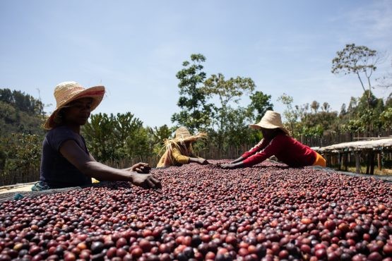 Single Origin Filter Roast Subscription - Image 9